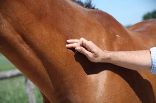 Seance d'acupuncture sur un cheval