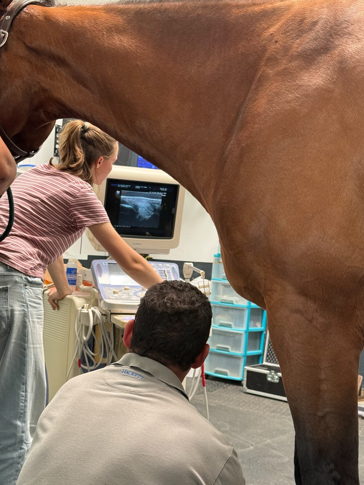 Echographie realisee sur un cheval