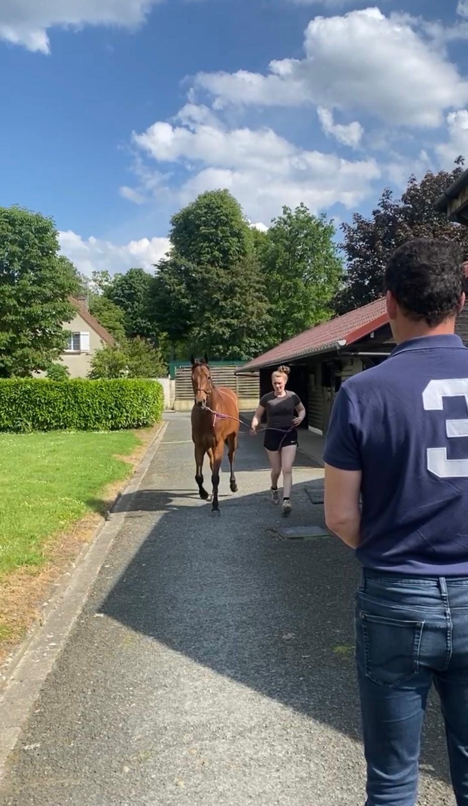 Examen locomoteur d'un cheval en ligne droite au cabinet veterinaire de Gouvieux