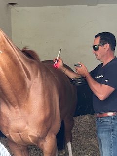 Laser therapeutique de derniere generation pour l'acupuncture equine