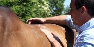 Medecine douce et soins holistiques pour le cheval