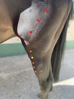 Trajet du meridien de l'estomac chez le cheval