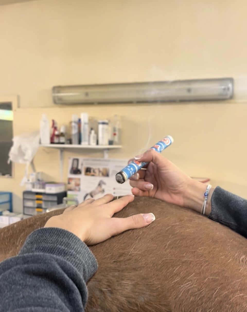 Moxa utilise en acupuncture equine pour stimuler par la chaleur