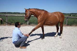 Seance d'osteopathie sur un cheval