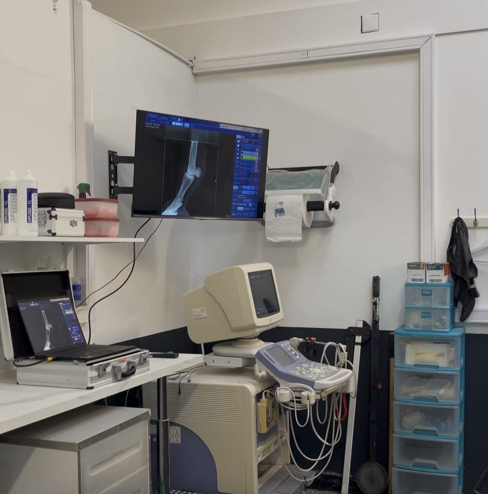 Radiographie du membre d'un cheval