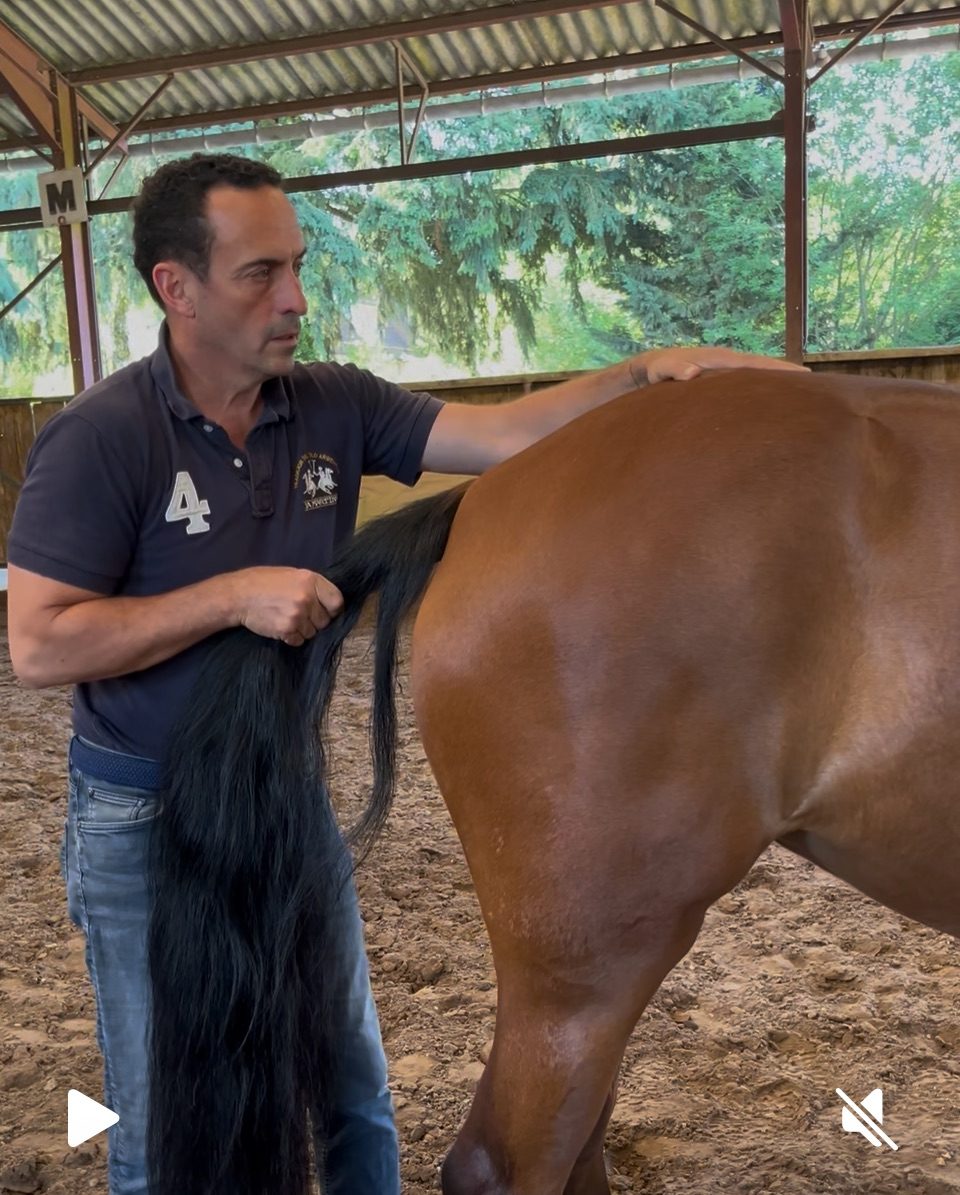 Reflexologie cranio-sacree sur un cheval